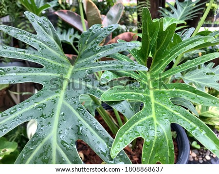 Beautiful texture leaves of philodendron “Xanadu” are growing up in the tropical garden. The out door or indoor plants for air filter plant in house and popular for decorate in the corner of house