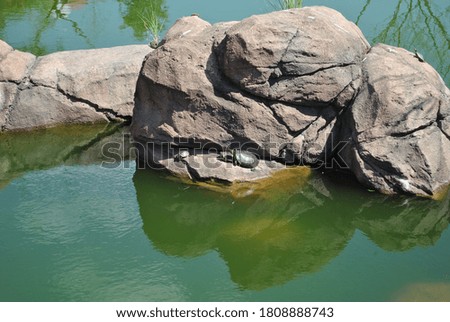 turtles on large rock green water