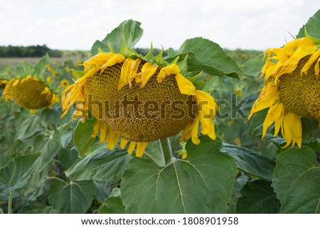 sunflower stands in a sunflower field