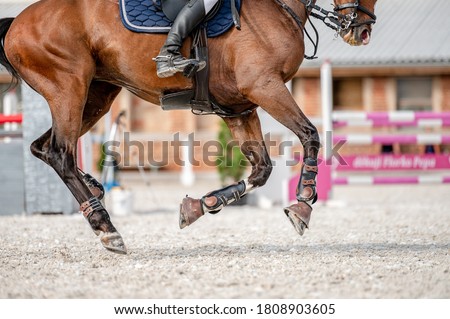 Detail of horse hooves from showjumping competition. Royalty-Free Stock Photo #1808903605