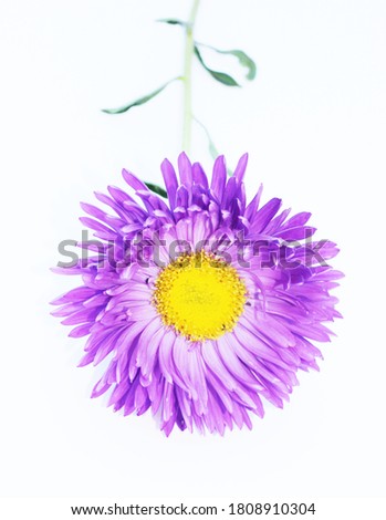 aster flowers on white background
