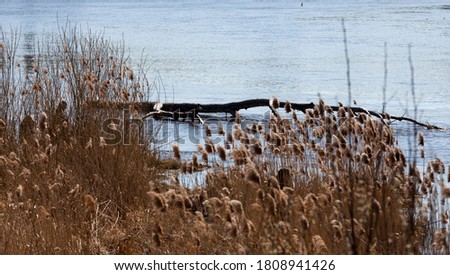 dark water and plants that grow on the shore of a lake or river, water undulating surface on a lake in nature