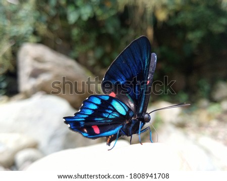 BEAUTIFUL BUTTERFLY BATHED IN BLUE COLOR IN THE DEPTHS OF THE JUNGLE