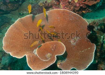 Yellow scroll coral (Turbinaria reniformis) Mindoro, Philippines
