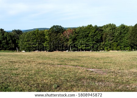 View of vacant land with field and trees bordered by a rock wall in the late summer.