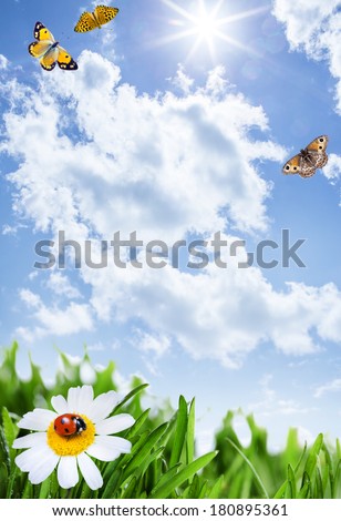 Grass with flowers and butterflies under the blue sky 