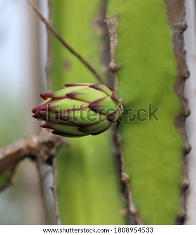 A green Pitaya or or pitahaya or dragon fruit bud close-up in nature 
