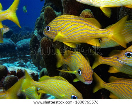 Yellow Fishes in a Coral