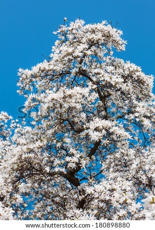 Magnolia kobus. Blooming tree with white flowers