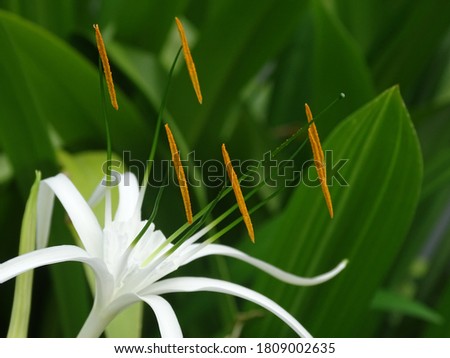 close photograph of beach spider lily. this picture is showing the bright yellow pollen in a green background.