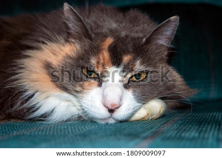 Long Haired Grey and White Calico Cat