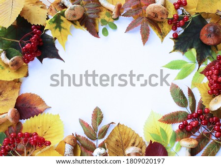 Colorful leaves, mushrooms and berries on a white background. Autumn background.