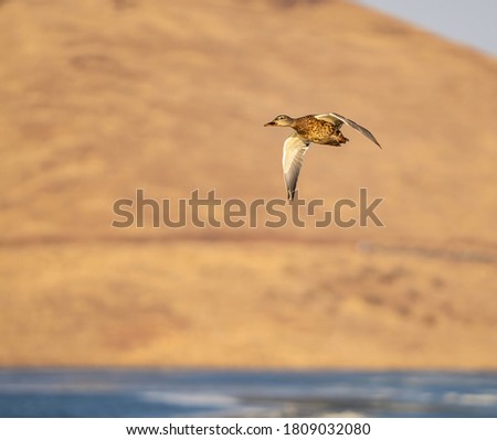 Mallard Duck flying with a light brown background and water below