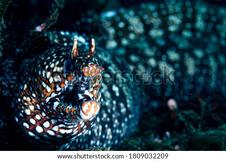 Face and Open Mouth of Dragon Moray Eel Underwater in Chiba, Japan