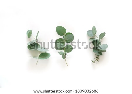 green eucalyptus leaves, branches top view isolated on white background. flat lay, top view. poster Royalty-Free Stock Photo #1809032686