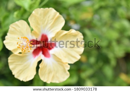 Single yellow hibiscus flower. Close up picture.