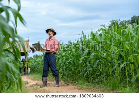 Farmer inspecting corn in corn field.