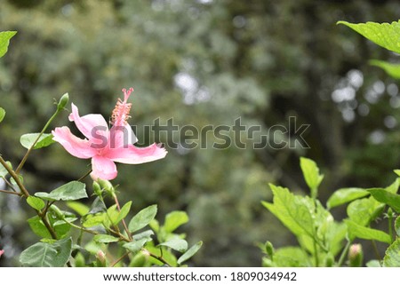 Single pink hibiscus flower. Close up picture.