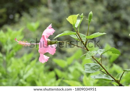Single pink hibiscus flower. Close up picture.