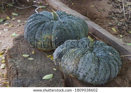 Pumpkins on the old timber for selective focus and blurred background.A way of life for farmers in Thailand.Agricultural products that are common in rural Thailand.