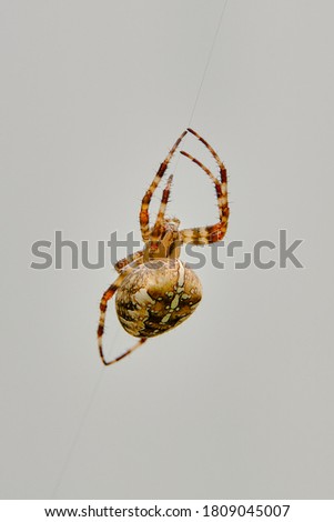 The female of a large spider (Araneus cavaticus) crawls on the web. On a bright background.