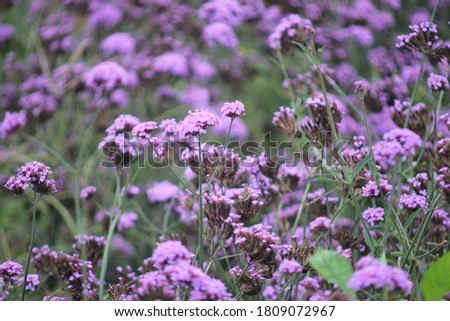 The Field of Verbena Flower
