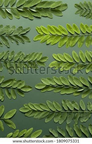Pattern made of green locust leaves on deep forest color background. Minimal season concept. Flat lay.