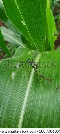 
Numb dragonfly on corn leaf