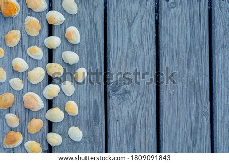 White marine shells with some yellow and orange colors on wooden light blue fence with copy space for your text 