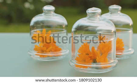 Close up calendula flowers in glass jars on the table in the garden. Healing herbs. Plants for cosmetology, pharmacy and aromatherapy. Closeup shot with slide or move camera.