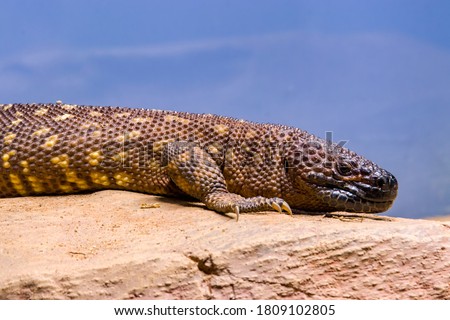 The Mexican beaded lizard (Heloderma horridum) is a species of lizard in the family Helodermatidae, one of the two species of venomous beaded lizards found principally in Mexico and southern Guatemala Royalty-Free Stock Photo #1809102805