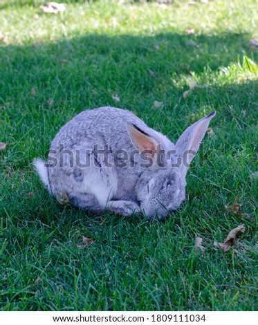 Light rabbit sleeps on a green blurred grass. Copyspace