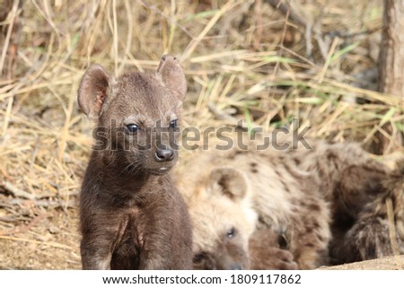 spotted hyena cubs in Kruger National Park