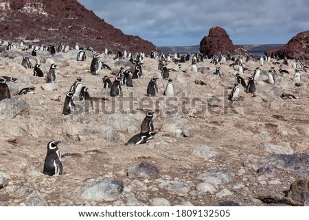Penguins sitting on the rocky beach of Isla Pinguino Patagonia Argentina