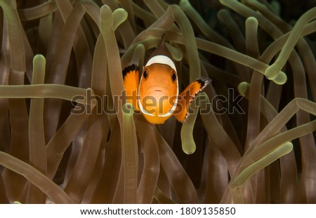 Macro image of a juvenile Western Clown Fish looking into the lens nestled in the vibrantly colored host anemone. Surin Islands Thailand.