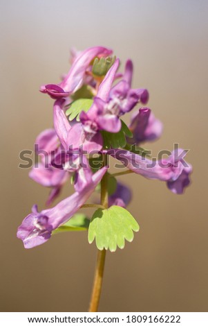 Corydalis solida or fumewort, flowering plant in the family Papaveraceae, native to moist, shady habitats in northern Europe, early spring flower