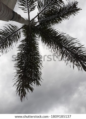 Beach - Palm tree shadow relaxation