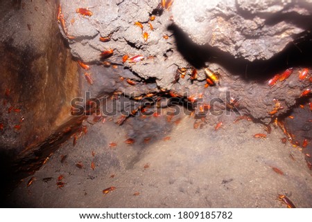 Settlement of giant cockroaches in a cave next to a colony of bats. You can see adult insects larvae of different ages. Sri Lanka