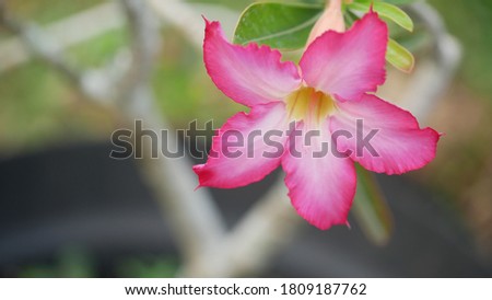 Desert Rose with blurry background