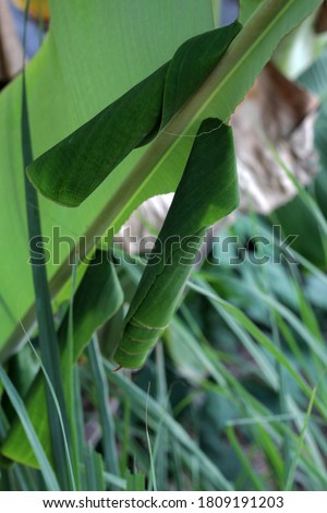 Erionota thrax, commonly known as the banana leaf rolled caterpillar, is a member of the butterfly belonging to the Hesperiidae family and is an agricultural pest.