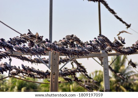A huge number of Blue dove (Indian-Sri Lanka dove, Columba livia intermedia) perched on electrical wires and wires are sagging, What is the extra weight? Sri Lanka