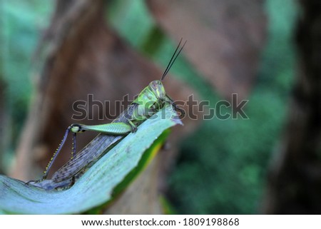 Grasshoppers are herbivorous insects of the suborder Caelifera of the order Orthoptera and are agricultural pests. 