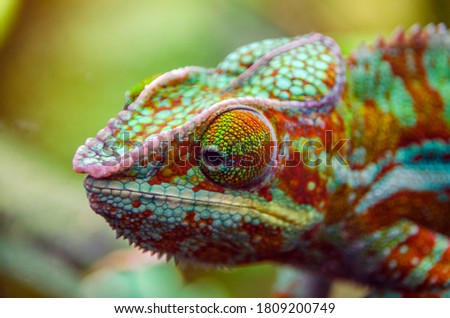 Multicolor Beautiful Chameleon closeup reptile with colorful bright skin. 