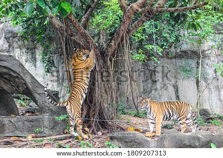 A tiger, trying to climb a tree to hunt prey.