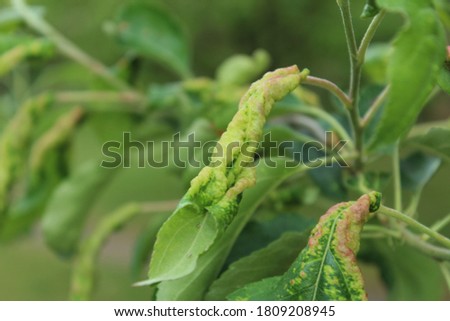Green leaf and plant pest.