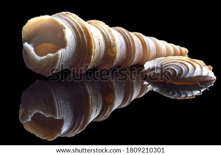 pink and white long spiral shell and white small shell with black background and self reflection