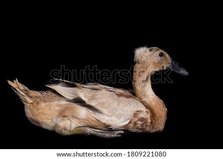 Indian Runner Duck, Anas platyrhynchos domesticus, isolated on Black background