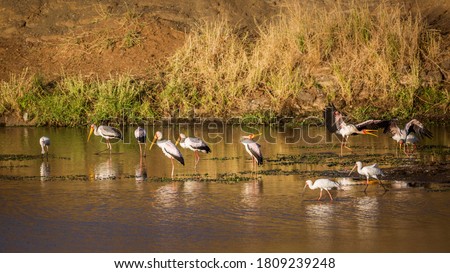 Flock of Yellow-Billed stork and african spoonbill at dawn in Kruger National park, South Africa ; Specie Mycteria ibis and Platalea alba
