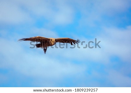 White backed Vulture in flight isolated in blue sky in Kruger National park, South Africa ; Specie Gyps africanus family of Accipitridae