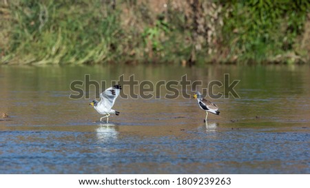 Two White headed Lapwing wading in river in Kruger National park, South Africa ; Specie Vanellus albiceps family of Charadriidae